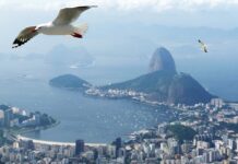 A natureza como estratégia para restaurar a baía mais simbólica do Brasil