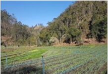 Adubos e Fertilizantes – modelo de produção de alimentos no Brasil
