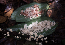 Associação Yanomami fornece cogumelos nativos da Amazônia para Mãe Terra