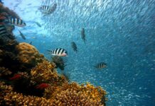Dia Mundial dos Oceanos