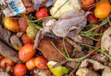 FoodTech reaproveita talos de verduras e legumes e evita desperdício de alimentos