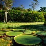 mathaamazonia