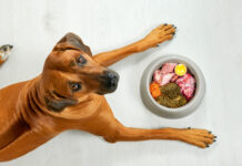 Dieta orgânica para pets: conheça mais sobre esse estilo de vida saudável
