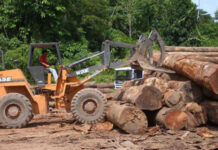 Ação humana pode afetar Amazônia milhares de vezes mais rápido que processos naturais