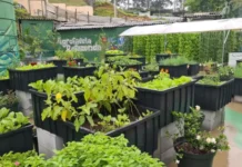 São Paulo faz 469 anos e tem comemoração com orgânicos