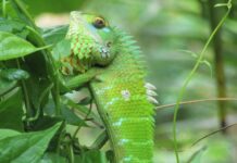 No Dia Internacional da Biodiversidade, ONU pede ação contra crise climática