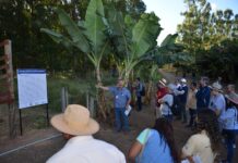 Embrapa e MDA se unem na produção orgânica