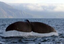 Dia Mundial dos Oceanos: “A humanidade conta com os oceanos, mas os oceanos podem contar conosco?”
