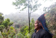 ONG brasileira que busca proteger araucária da extinção vence prêmio da ONU