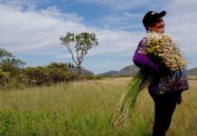 Projeto de Fundo Agrícola da ONU investirá US$ 900 milhões no Brasil