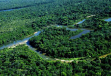 Tocantins é o 1º estado do Brasil a receber recursos da venda de créditos de carbono