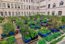 Lei cria a Política Nacional de Agricultura Urbana e Periurbana