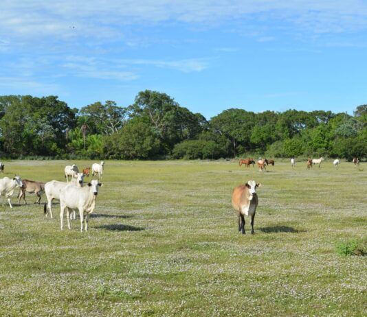 Cresce em 30% o número de produtores certificados por protocolo no Pantanal