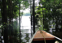 Projeto de conservação da Amazônia e créditos de carbono recebem investimento internacional