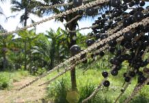 Açaí valorizado: “Ouro Negro” do Amazonas recebe selo de Indicação Geográfica