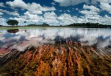 Água Pantanal Fogo reúne fotos de incêndios e cheias no Pantanal