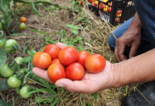 Tecpar orienta população a identificar produtos orgânicos