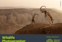 Exposição de fotos de vida selvagem começa em SP