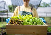 Agricultura urbana e orgânica: entenda o conceito e por que é uma boa escolha
