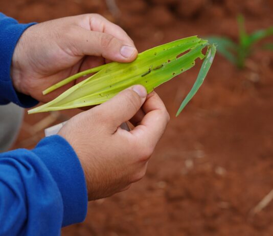Bio Brazil Fair-Biofach América Latina apresenta bioinsumos da Embrapa e empresas parceiras