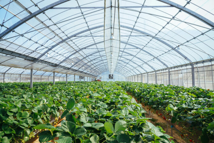 Greenhouse enclosed strawberry farm