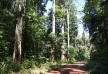 Pesquisadores da Esalq/USP propõem nova estratégia para preservar a diversidade genética da Amazônia