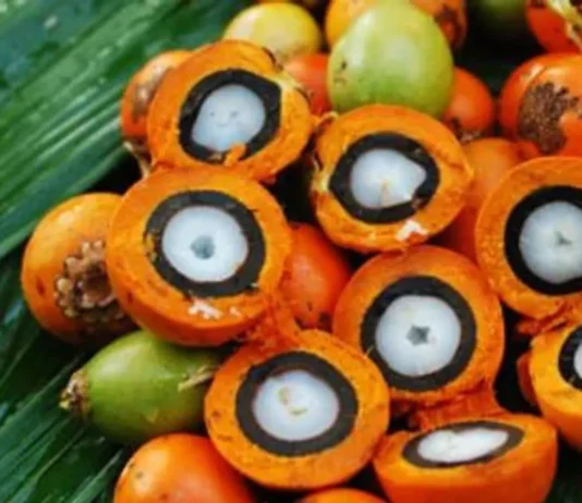 Marca brasileira de cosméticos substitui óleo de palma por ingrediente nativo da Amazônia