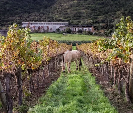 Vinícola realiza manejo orgânico e sustentável de seus vinhedos