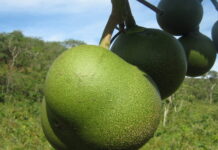 Frutos do Cerrado têm alto teor de proteína e podem diversificar a alimentação humana