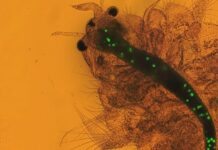 Entenda como microplásticos representam riscos à saúde das pessoas e do planeta