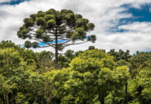 Mudanças climáticas ameaçam habitat da araucária e da gralha-azul no Paraná