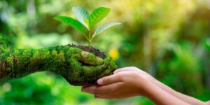 Alfabetização ecológica ganha força como resposta educativa às crises ambientais no Brasil