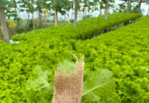 Calor pode inviabilizar cultivo de alface em campo aberto no Brasil até o fim do século