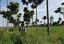 Estudo usa inteligência artificial para mapear 50 anos de avaliação de impacto da pesquisa agrícola