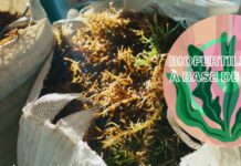 Biofertilizante à base de alga melhora produtividade de plantios agrícolas