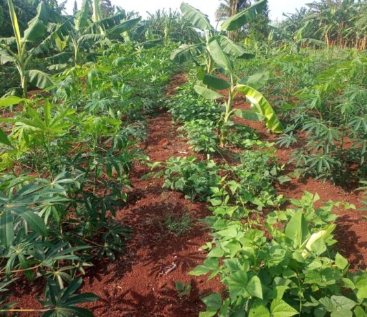 Produção orgânica ganha força em SP com crédito rural e apoio à transição agroecológica